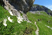 PIZZO ARERA (2512 m) ad anello, salito dalla cresta est e sceso dalla sud il 26 giugno 2018 - FOTOGALLERY